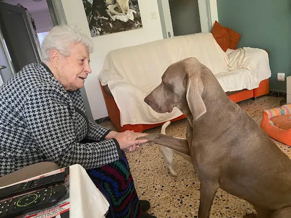 Perro a la vista - Intervenciones Asistidas por Perros - Huesca