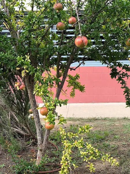 Escuela Piña de Rosa