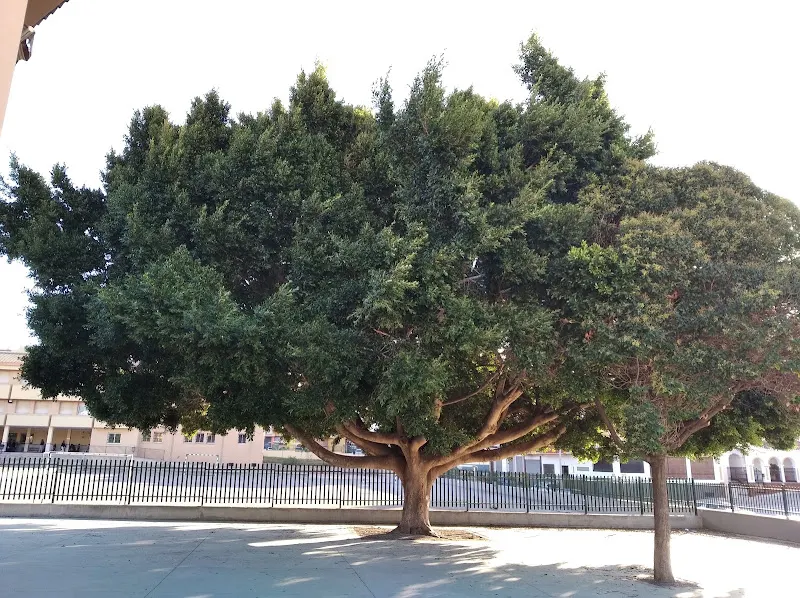 CEIP Juan Herrera Alcausa - Colegio público en Vélez-Málaga - foto 2