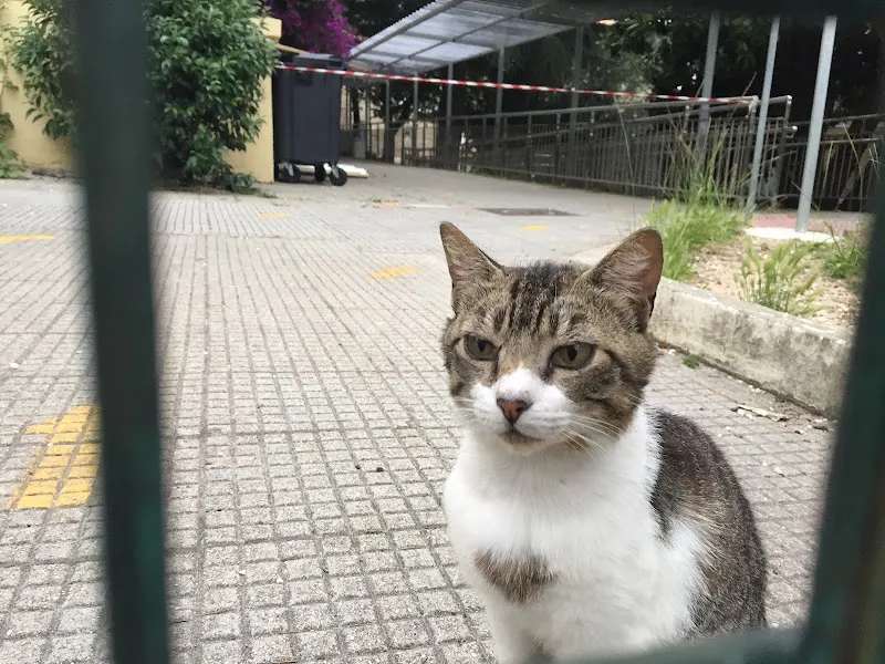 CEIP Plurilingüe Lope de Vega - Vigo