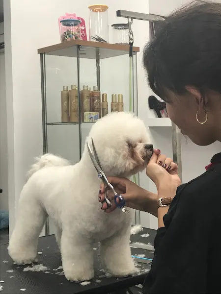 Cursos de Perruqueria Canina - Style Dogs