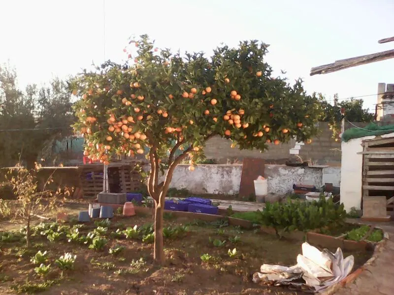 CEIP Francisco Ortiz López - Escuela de primaria en Olivenza - foto 2