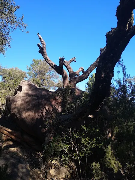 Pinatells - Santa Coloma de Farners