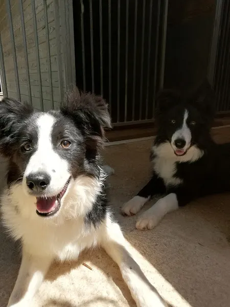 RESIDENCIA CANINA Y FELINA ALAIOR. BOARDING KENNELS & CATTERY ALAIOR. ESCUELA DE ADIESTRAMIENTO CANINO . DOG TRAINING SCHOOL - Guardería canina en Alaior - foto 2