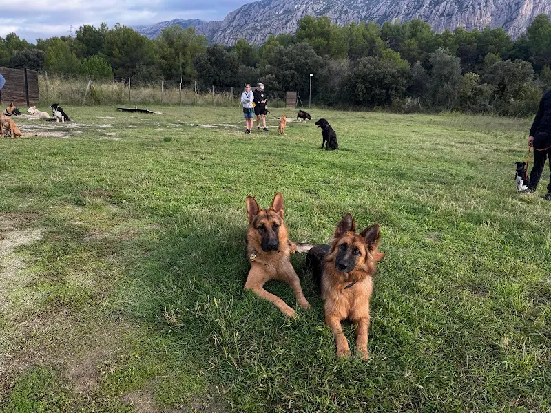Vent Roig Educación Canina - Collbato
