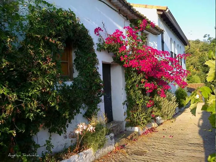 C E I P San Vicente Mártir - Zalamea la Real