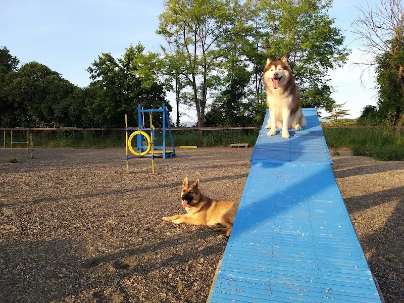 Agility - Txakurrak Mompín - Sant Hipolit de Voltrega