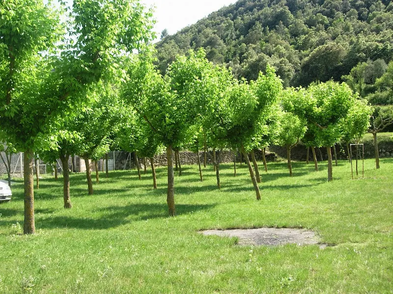 Colonias de Verano la Cellera de Ter Girona