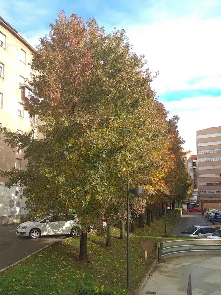 CEIP Antonio Muñoz y Gómez