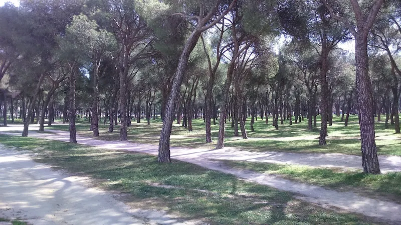 CEIP Pinar de San José - Colegio público en Madrid - foto 2