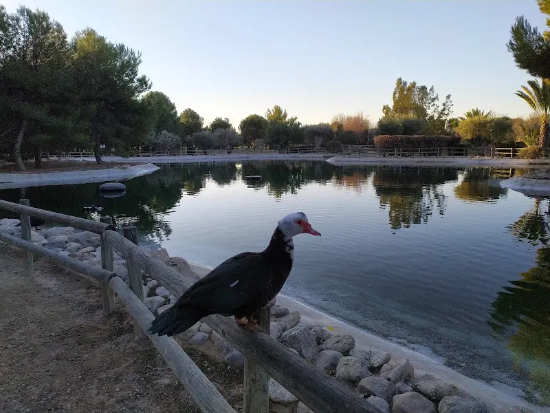Parque de los patos Universidad Alicante - San Vicente del Raspeig/Sant Vicent del Raspeig