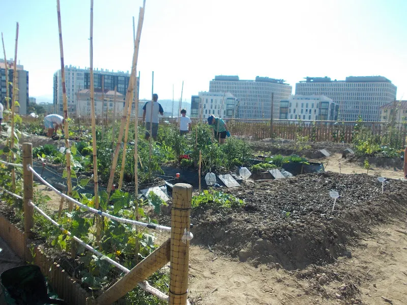 Horta urbana - escolapio - Vigo