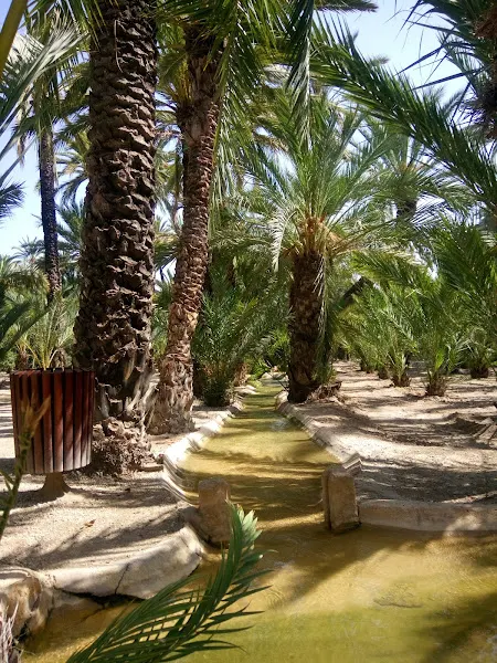 El chañar - Elche