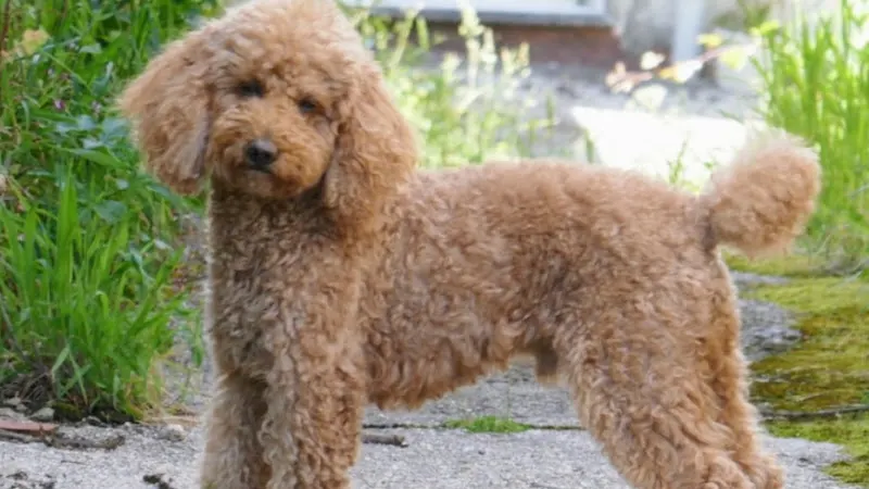 Guarderia Canina Jerez