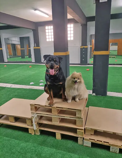 Escuela Canina Mérida - Mérida