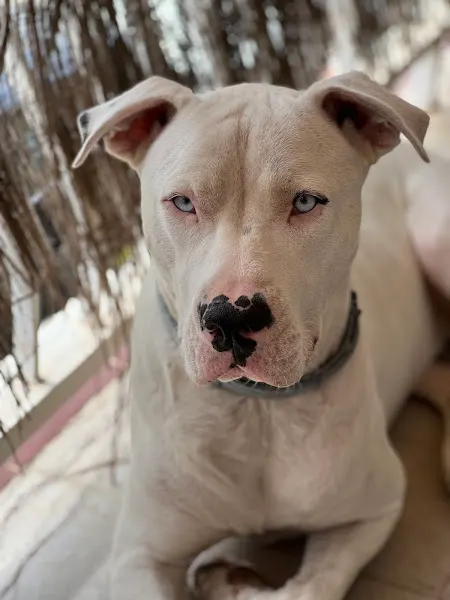 Health Dog