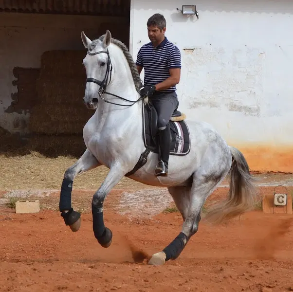 EUMOVE - El Viso del Alcor