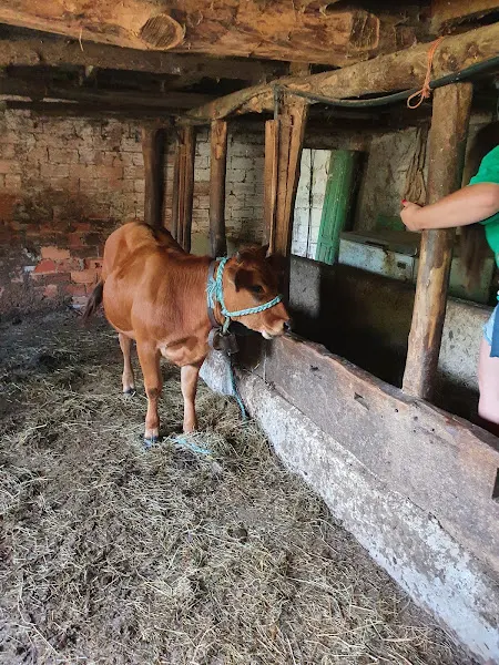 Granja El trasgu la Fronda - Laviana