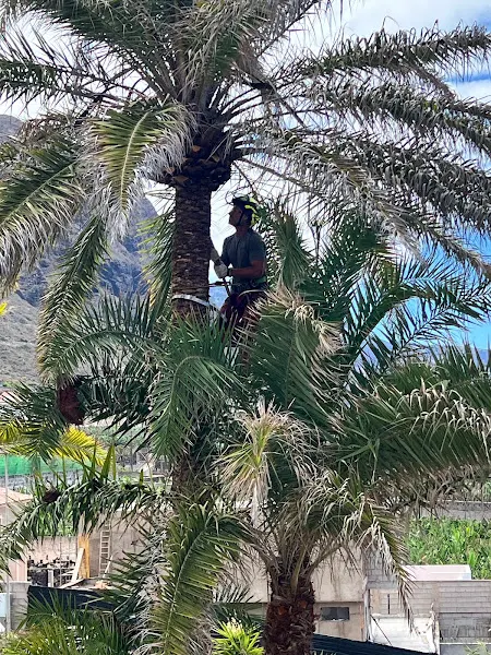 Podas, Talas y Formación Zarza Arboricultura - Santa Cruz de Tenerife