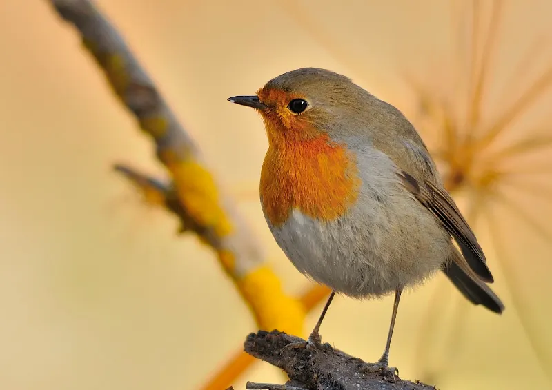 ATHENE NATURA | AVIFAUNA Y EDUCACIÓN AMBIENTAL - Cádiz