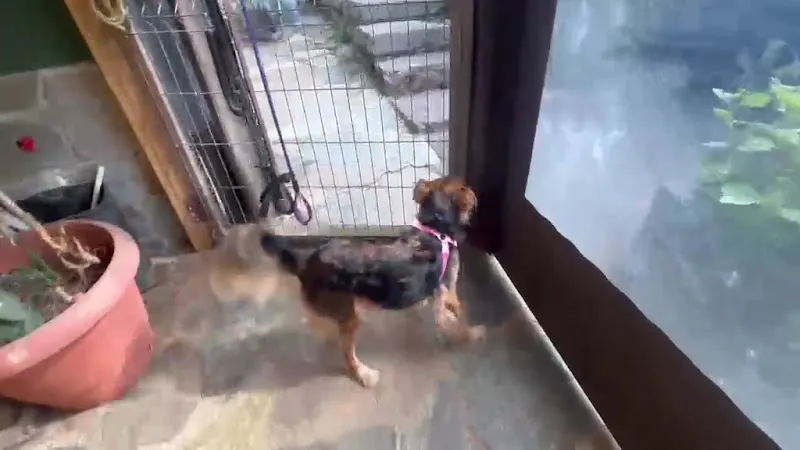 Carcedog Escuela de Adiestramiento - Adiestrador canino en Cangas de Onis - foto 2